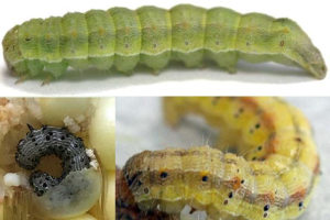 Identifying late-season caterpillars feeding in corn ears