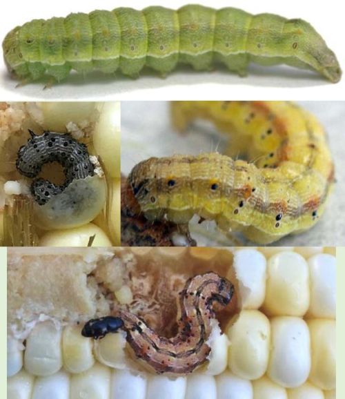 Corn earworm