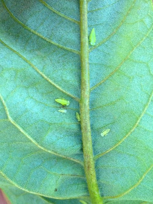 Immature potato leafhoppers along a mid-vein on the underside of a chestnut leaf. Photo: Mario Mandujano, MSU.