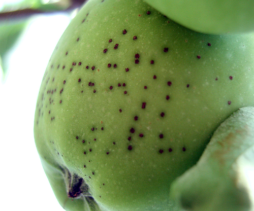  Small, raised blisters form, becoming purplish-black as they expand. 