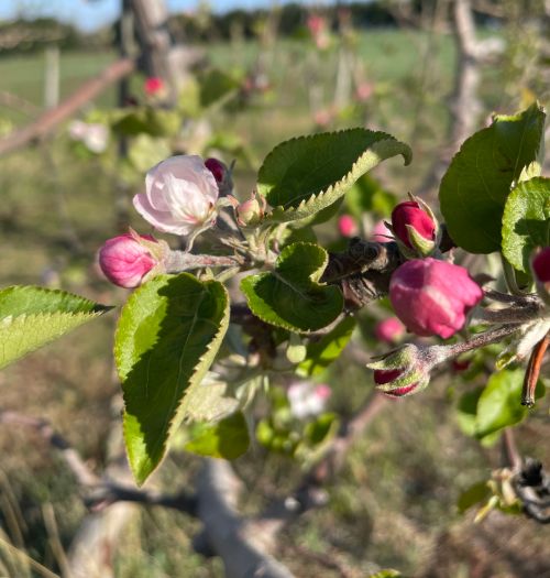 Apples starting to bloom.