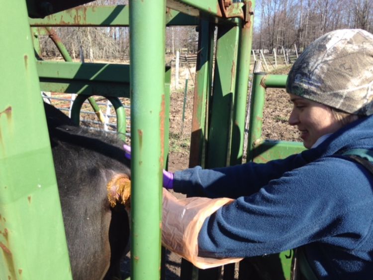 Rectal palpation of a bull during a BSE by Dr. Lee Anne Kroll