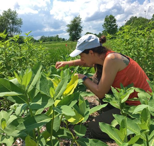 Checking common milkweed for monarch eggs or caterpillars.