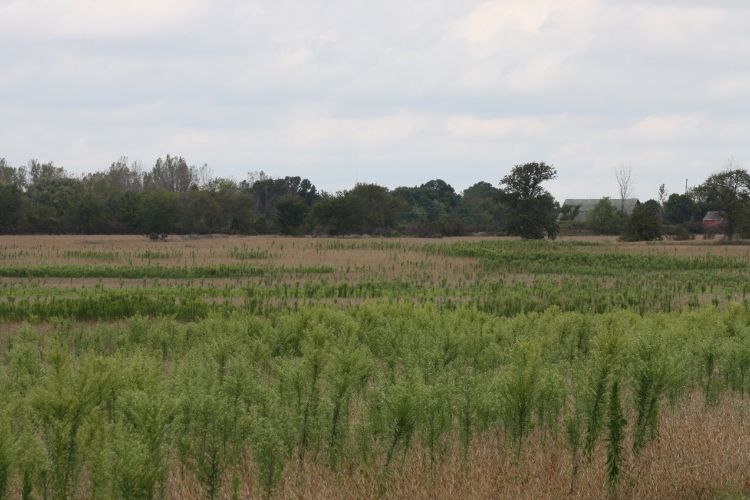 Horseweed growing amongst soybeans.