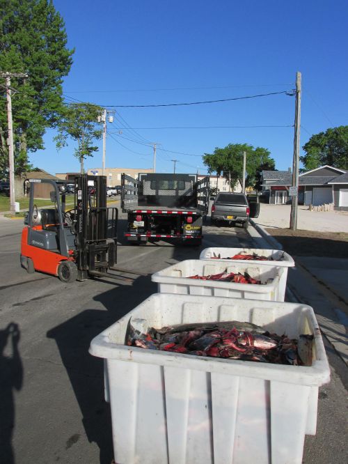 Fish waste is placed in bins before being turned into liquid fish fertilizer. Fritz Dramm | Dramm Corporation