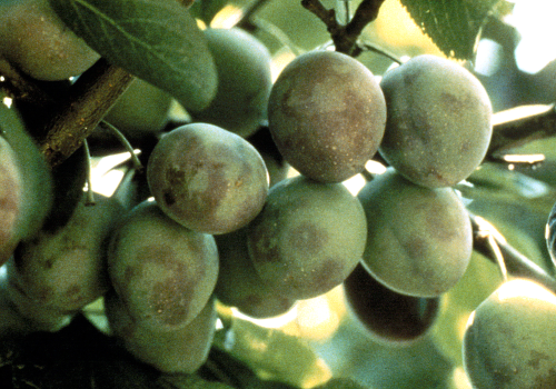 Plums develop distinct dark rings or spots on the skin.