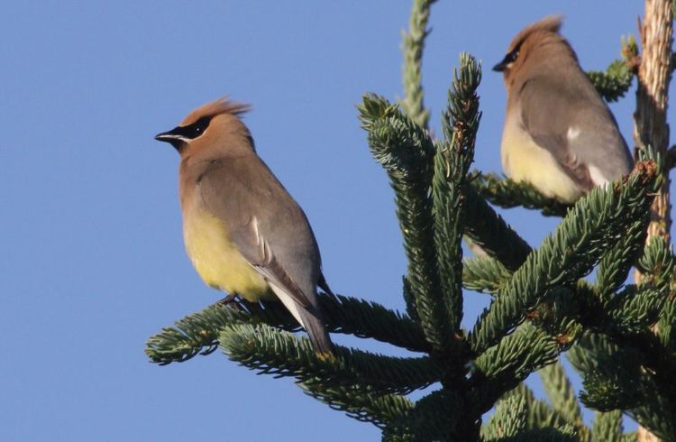 Remote-controlled device helps trap box-nesting birds - The Wildlife Society