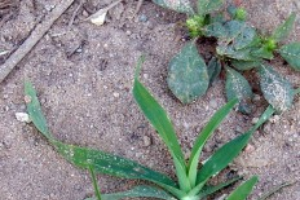 Large crabgrass – Digitaria sanguinalis