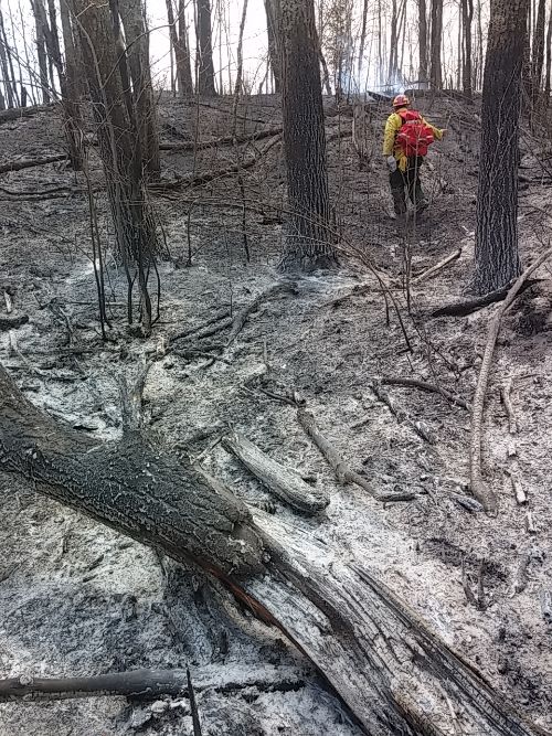 The damage of a forest post-burn.