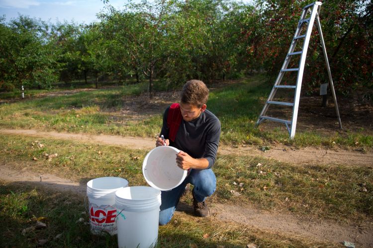 Collecting tart cherry fruit samples