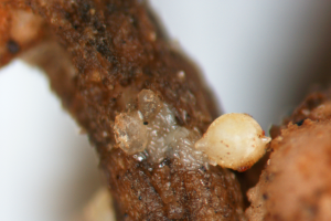 Nematodes and Turf Problems - Plant & Pest Diagnostics