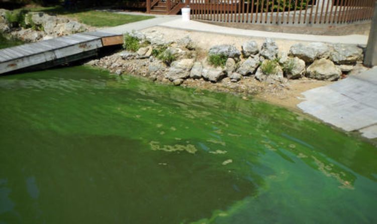 green colored water near a boat ramp