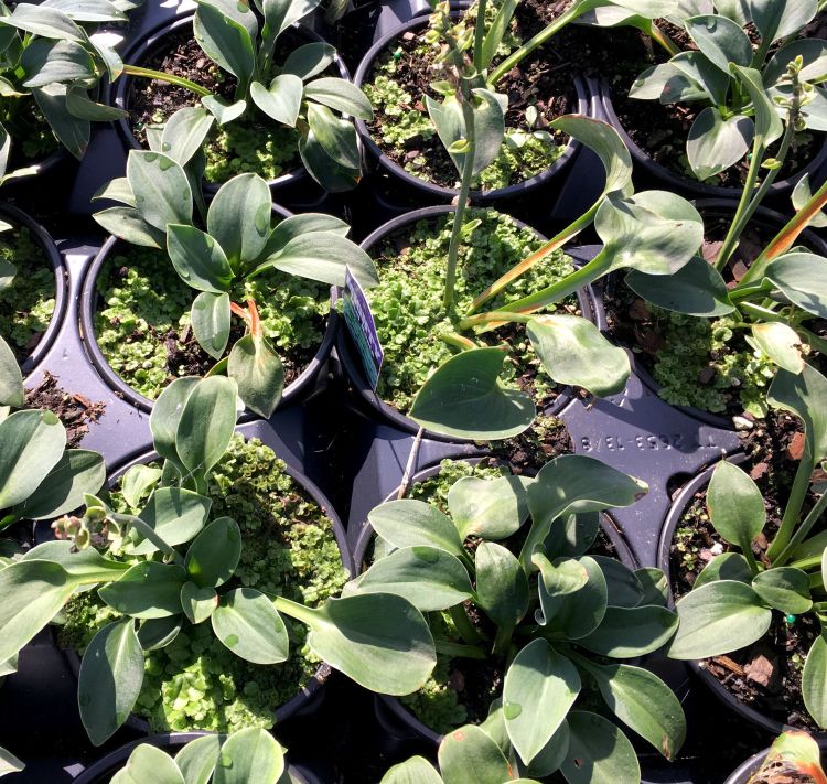 Liverwort growing profusely in containers along with ornamental plants