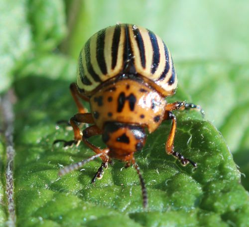 Colorado potato beetle. Photo: Fred Springborn, MSU Extension