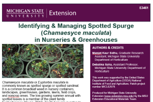 Identifying & Managing Spotted Spurge (Chamaesyce maculata) in Nurseries & Greenhouses
