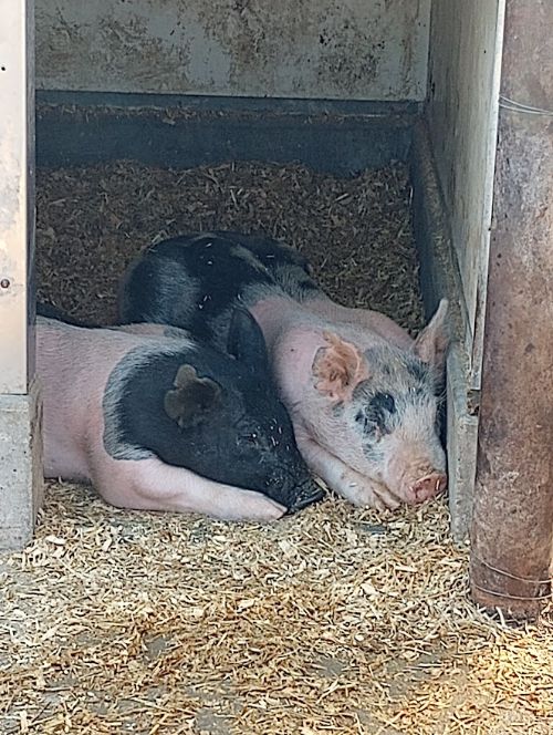 two pigs laying down on sawdust shavings