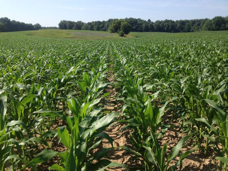 photo of corn field