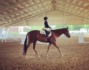 Defining horse jargon: Advanced riding terms
