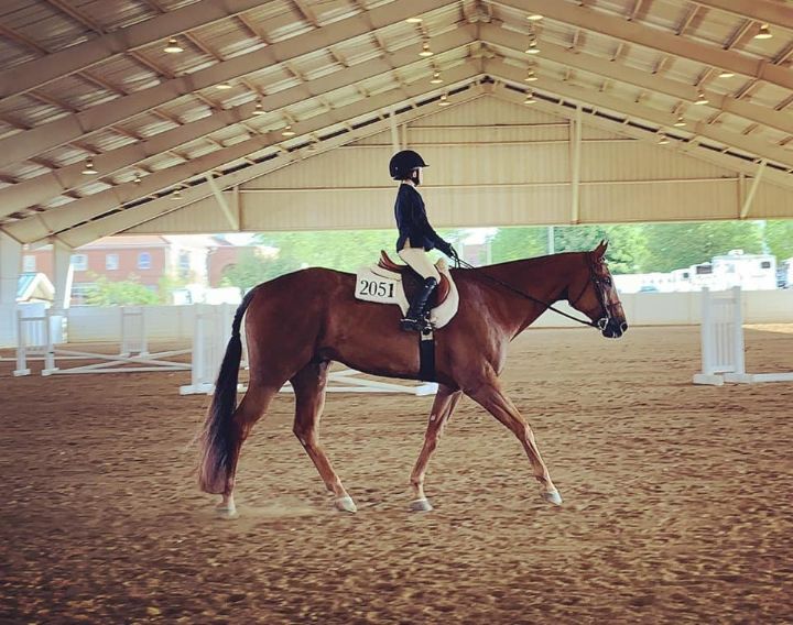 Defining Horse Jargon Advanced Riding Terms Horses