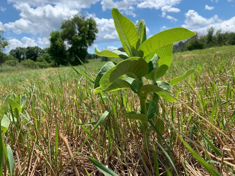 New milkweed stems