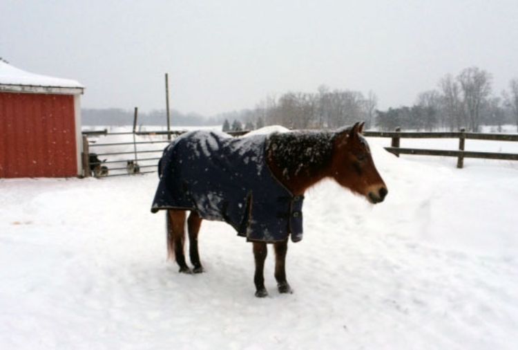 The winter months have provided a great deal of stress, not only in people, but also in horses and other animals. 
