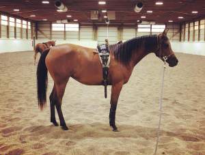 Defining horse jargon: Tack and equipment terms and common misspellings