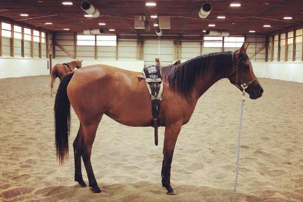 Horse discount stuff online