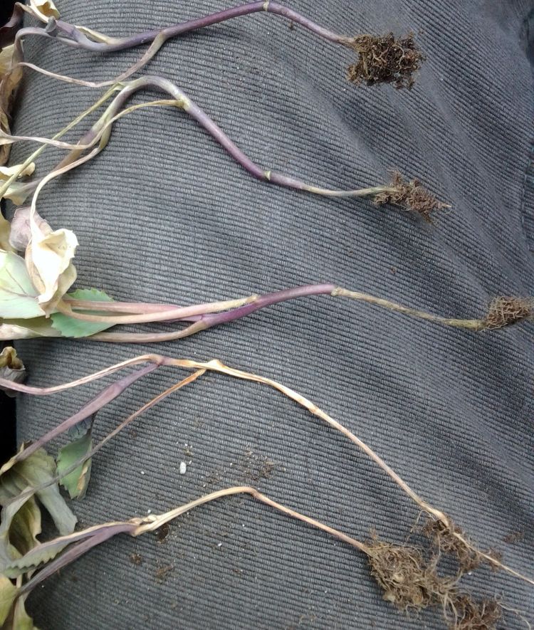 Cabbage seedlings at various stages of dampening off.