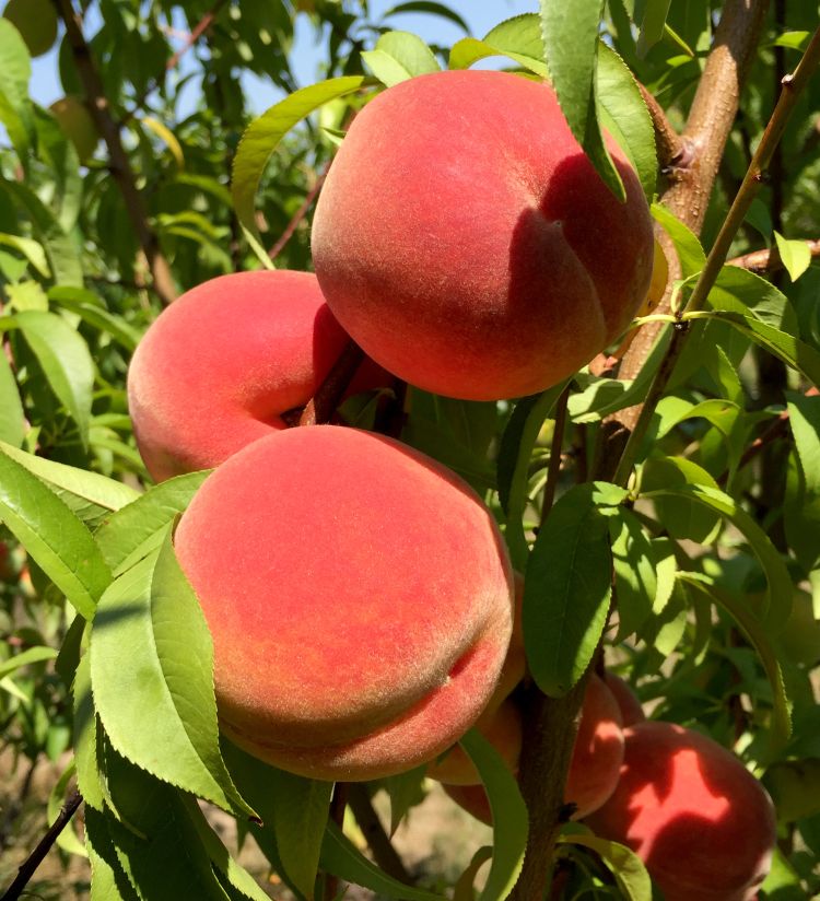 Brightly-colored Michigan peaches are being harvested now in southwest Michigan. Photo: Bill Shane, MSU Extension.