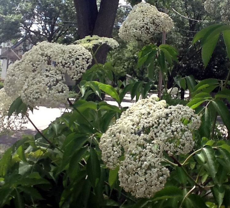 Native Elderflowers | Photo by Christopher J. Patton