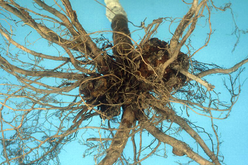  Galls may completely surround the root or crown, or appear as a growth off to one side. 