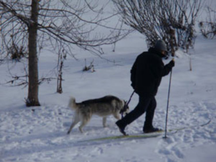 MSU AgBioResearch's Willie Kirk snowshoeing with his dog