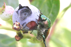 Arándanos de MI: Anotaciones: El Escarabajoe Japones