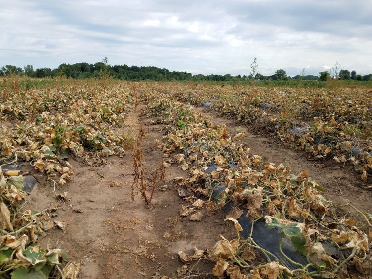 Cucumber field killed using a contact herbicide