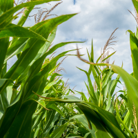 Michigan State University Extension Agriculture