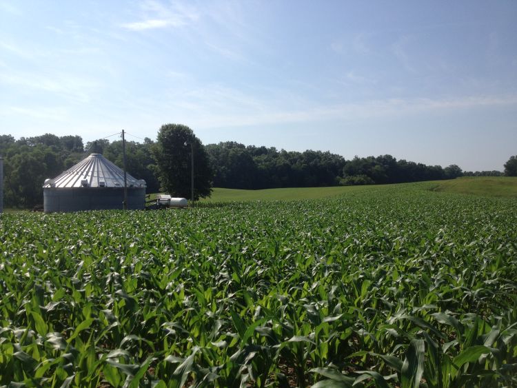 Silo in a corn field.