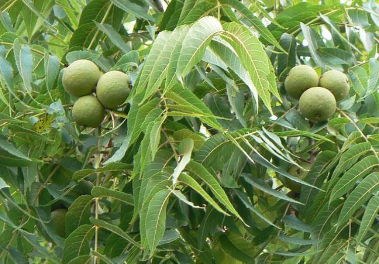 All parts of a black walnut tree contain juglone, including leaves and fruits.