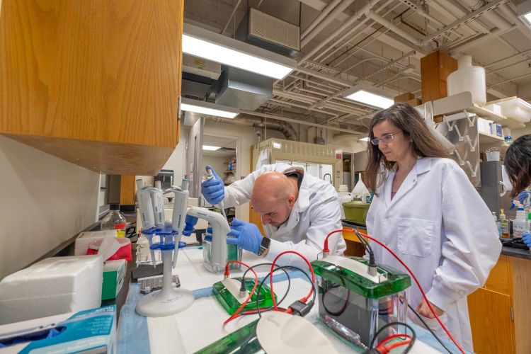 Almudena Veiga-Lopez, assistant professor in the MSU Department of Animal Science, watches as an experiment is conducted in her lab.