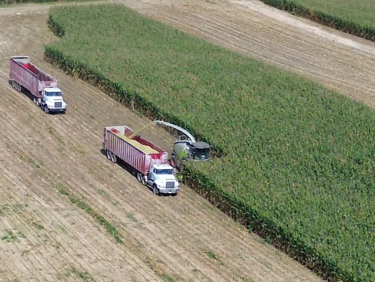 two semi trucks with trailers driving alongside a silage harvester in a corn field