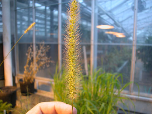  Green Foxtail2.jpg 