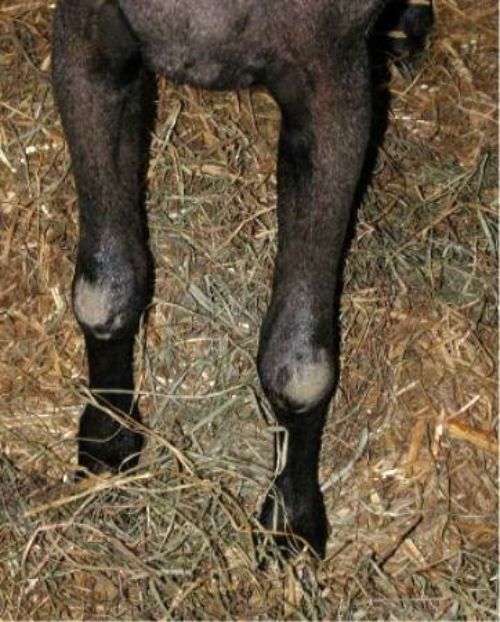 Enlarged knees are a common symptom of CAEV in goats,
