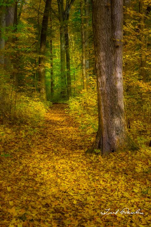 Forest trail with yellow leaves on the ground and tall trees on both sides