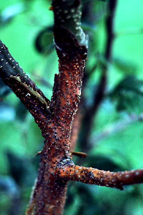  Cankers are often associated with nodes, appearing as elliptical, sunken areas. 
