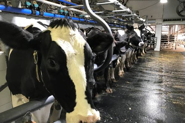 Dairy farm labor efficiency - Dairy