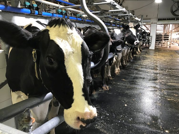 Small scale sales dairy farming