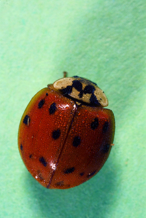 Multi-colored Asian lady beetles have an orange tint that varies from dark to faint. May have zero to 20 spots. 