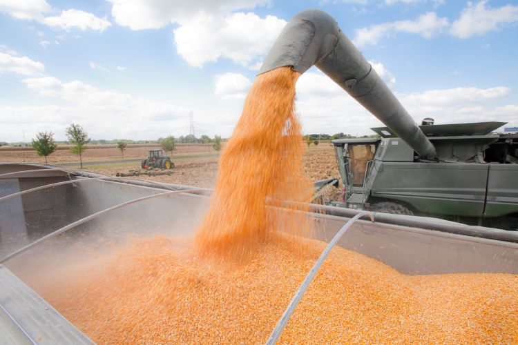 Pouring corn into a truck