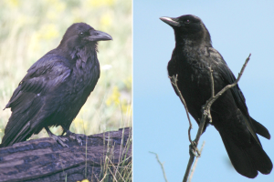 Wildlife Damage Management Series for Midwestern Farmers, Crows