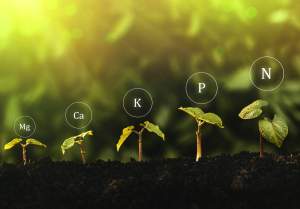 Introduction to fertilizer planning for beginning farmers