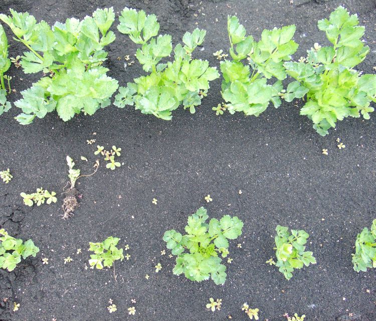 Photo 1. Stunting of celery plants in the field.